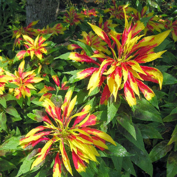 Amaranthus Tricolor Seeds – Joseph’s Coat