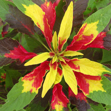 Amaranthus Tricolor Seeds – Joseph’s Coat