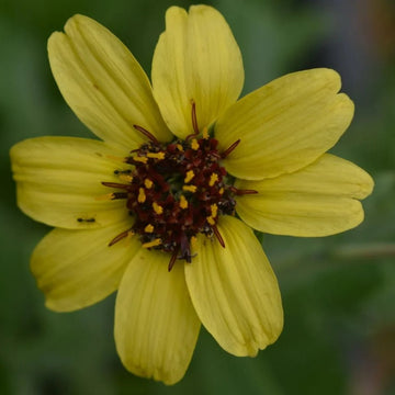 Chocolate Daisy Seeds – Fragrant