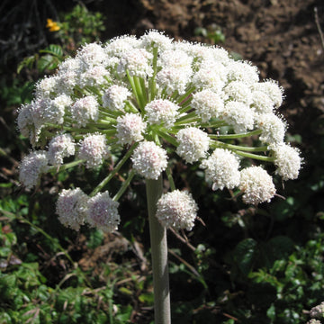 Angelica Seeds