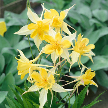 Aquilegia Seeds – Yellow Viridiflora