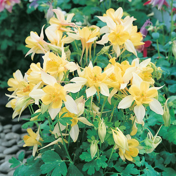 Aquilegia Seeds – Yellow Viridiflora