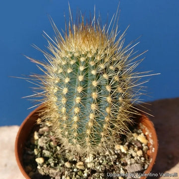 Austrocephalocereus Seeds – Green Cactus