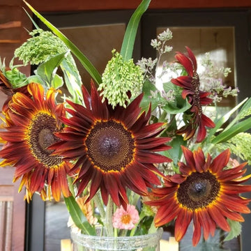 Sunflower Seeds – Brown