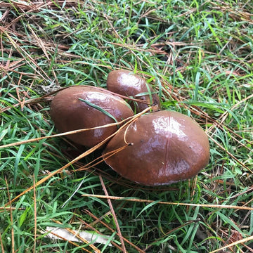 Slippery Jack Mushroom Seeds – Edible