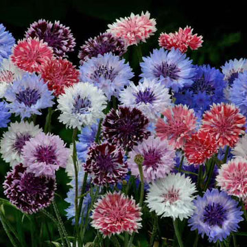 Bachelor Buttons Seeds – Pastel Mix