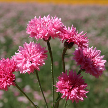Bachelor Buttons Seeds – Pink Charm