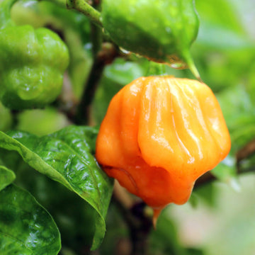 Bahamian Seeds