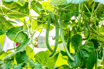 Bean Seeds – Romano Pole