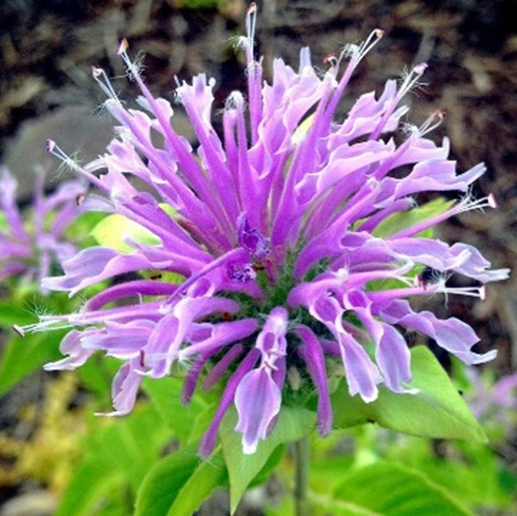 Lemon Bergamot Seeds