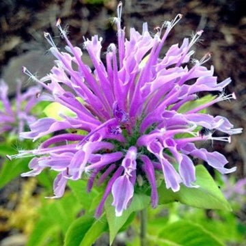 Lemon Bergamot Seeds