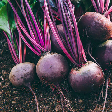 Beet Seeds – Purple