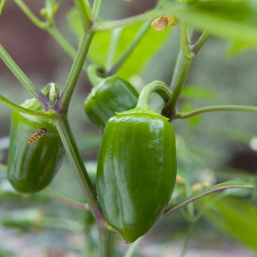 Bell Pepper Seeds