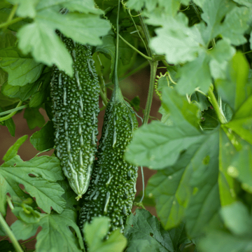 Bitter Melon Seeds - Long Gourd