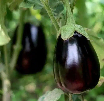Eggplant Seeds – Black
