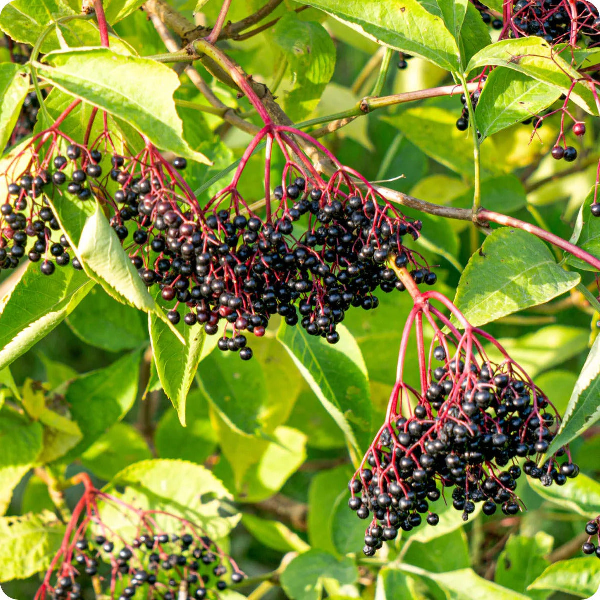 Elderberry Seeds – Black