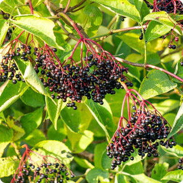 Elderberry Seeds – Black