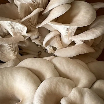 Mushroom Seeds – Oyster