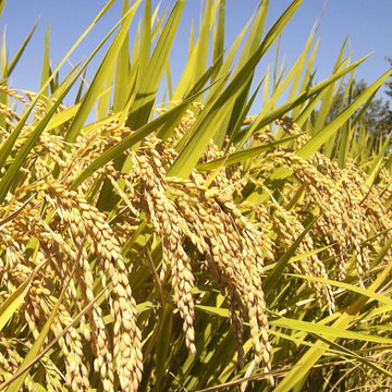 Brown Jasmine Rice Seeds