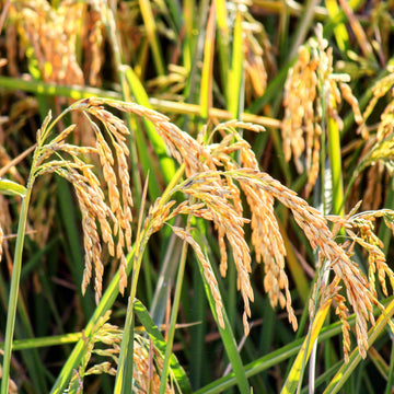 Brown Jasmine Rice Seeds