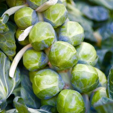 Brussels Sprout Seeds – Hybrid