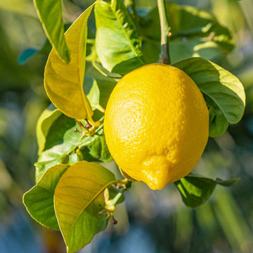 Citron Seeds – Yellow Citrus