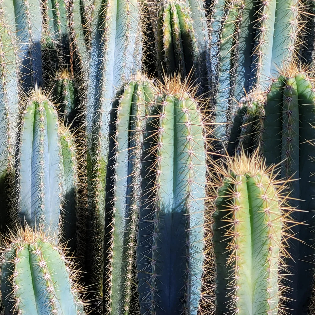 Pilosocereus Pachycladus Seeds – Blue Columnar Cactus