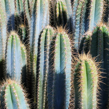 Pilosocereus Pachycladus Seeds – Blue Columnar Cactus