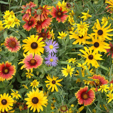 Wildflower Seeds – Maximum Mix