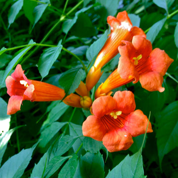 Trumpet Vine Seeds – Campsis Radicans