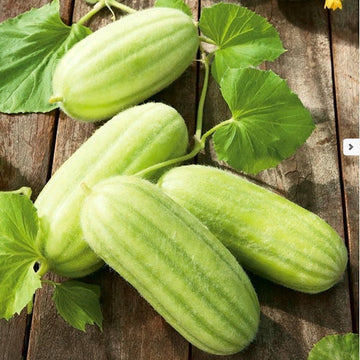 Carosello Barese Seeds