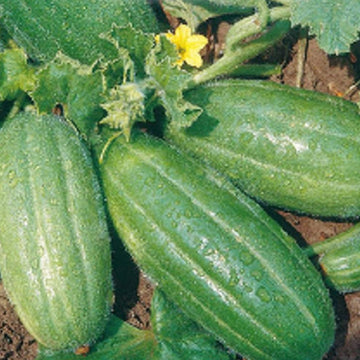 Carosello Barese Seeds