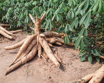 Cassava Seeds