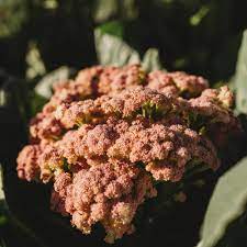 Cauliflower Seeds – Igloo