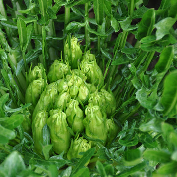 Chicory Seeds - Catalogna Puntarelle