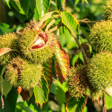 Chestnut Seeds