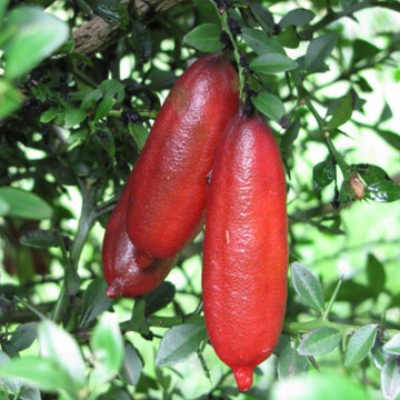 Fresh Pink Finger Lime Fruit Seeds