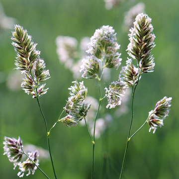 Orchardgrass Seeds –Cocksfoot