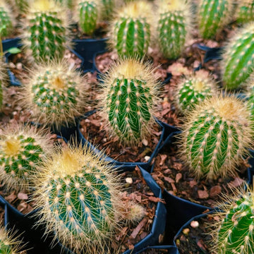 Austrocephalocereus Seeds – Green Cactus
