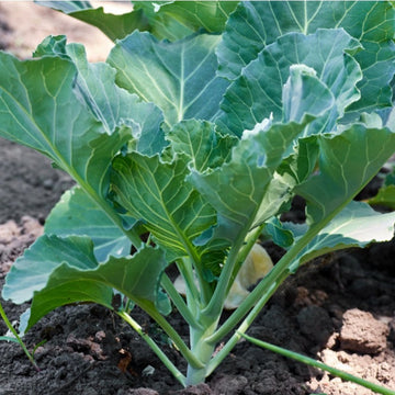 Collard Seeds – Greens