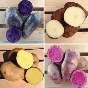 Sweet Potato Seeds – Mixed