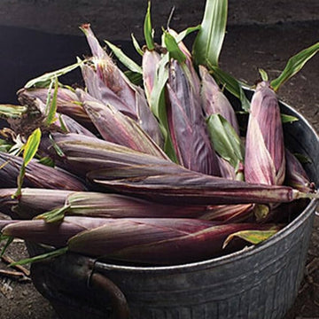 Corn Seeds – Purple