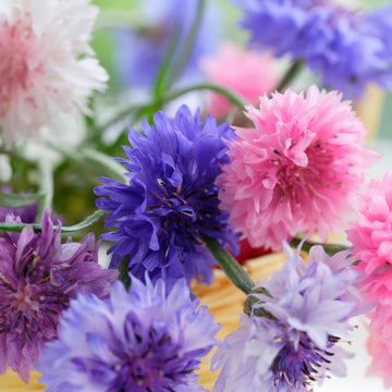 Bachelor Buttons Seeds – Polka Dot Mix