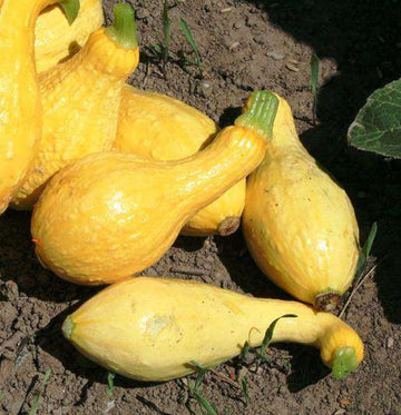 Crookneck Yellow Squash Seeds