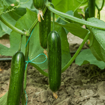 Cucumber Seeds