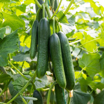 Cucumber Seeds