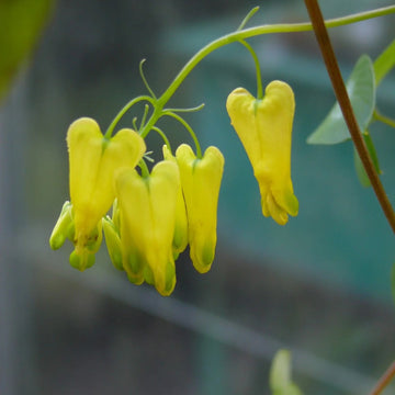 Dicentra Seeds – Yellow Bleeding Heart