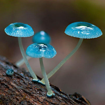 Mushroom Seeds – Sky Blue