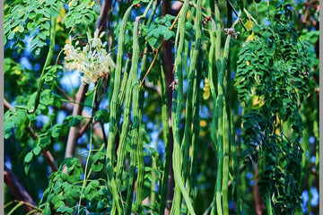 Drumstick Seeds – High Yield