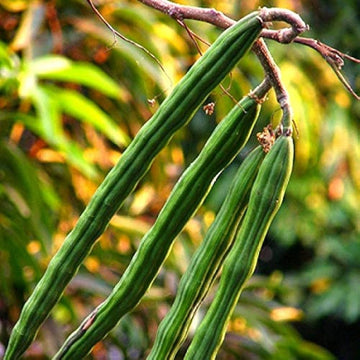 Drumstick Seeds – High Yield